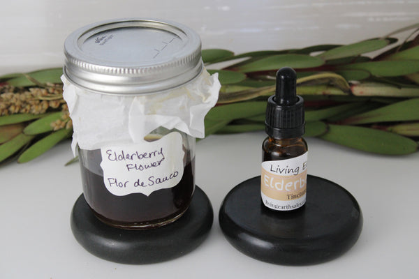 Elderberry Tincture (Sambucus nigra) Baya de Sauco