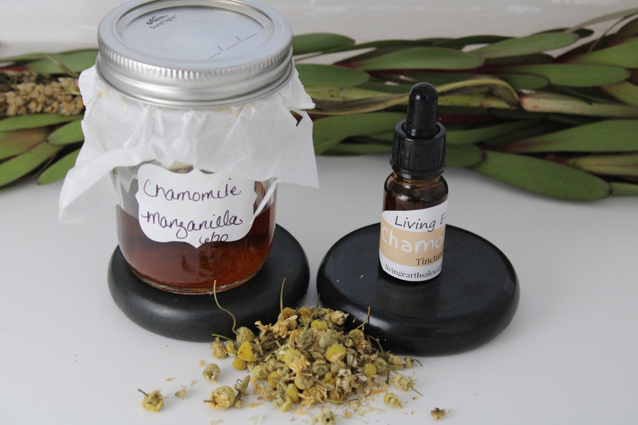 Chamomile Tincture  (Matricaria chamomilla)  Manzanilla