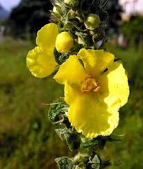 Mullein Tincture (Verbascum thapsus) Gordo Lobo